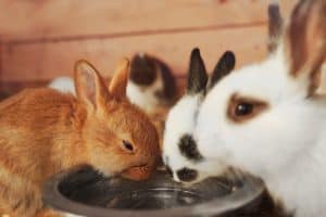 rabbits drinking water