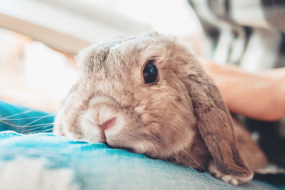 A grey cute lop-eared rabbit sits on a person's lap. Close-up of the animal's face. The concept of caring for Pets.