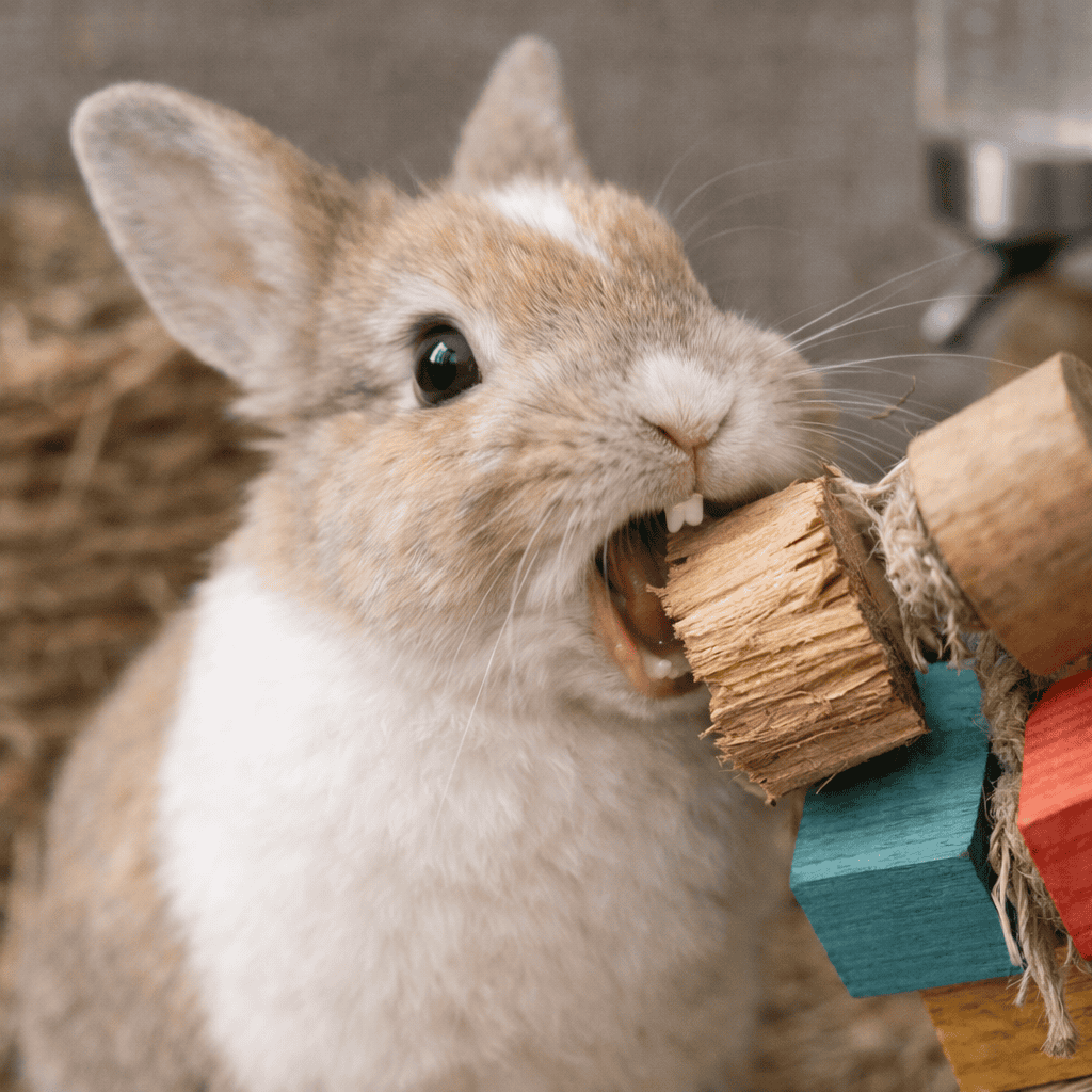 Cute rabbit showing a playful pose in a cozy enclosure.